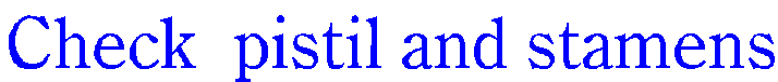 Check  pistil and stamens