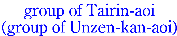 group of Tairin-aoi
(group of Unzen-kan-aoi)