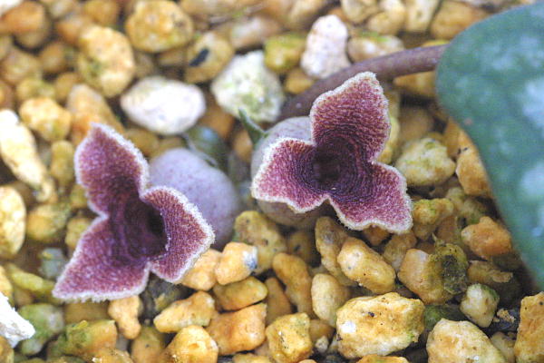 山野草　フクエジマカンアオイ GKZ植物事典・フクエジマカンアオイ（福江島寒葵）