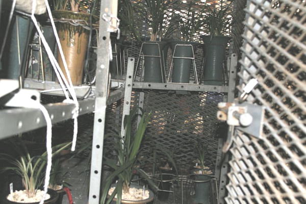 ���̋���