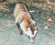 �z���h�^�k�L�i�Q�^�Q�Q�j