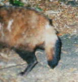 �z���h�^�k�L�i�Q�Q�^�Q�Q�j