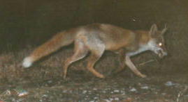 �z���h�L�c�l�i�P�^�P�V�j