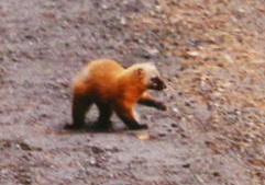 �z���h�e��