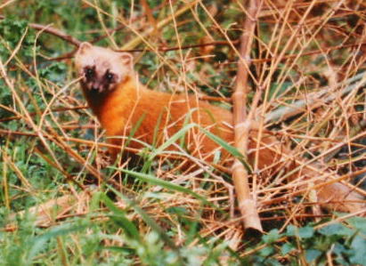 ���̖��O�́u���R�e���v�ł�