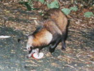 �z���h�^�k�L�i�P�O�^�Q�Q�j