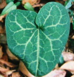 �^�C�����A�I�C�i�T�b�t�j