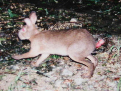 �L���E�V���E�m�E�T�M