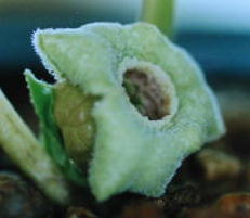 �g�C�~�T�L�J���A�I�C�@�H