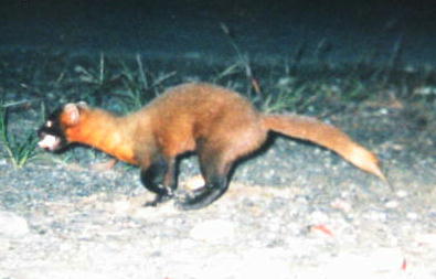 �z���h�e��