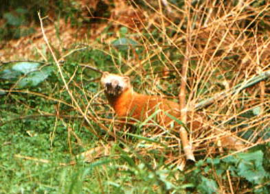 �e���i�B�e�F����s�j