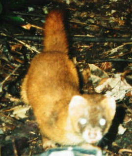 �`���E�Z���C�^�`�i�Q�^�P�O�j