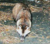 �z���h�^�k�L�i�P�S�^�Q�Q�j