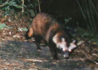 �z���h�^�k�L�i�P�V�^�Q�Q�j