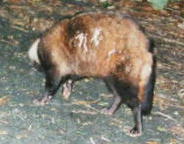 �z���h�^�k�L�i�P�W�^�Q�Q�j