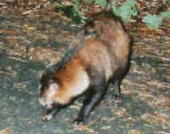 �z���h�^�k�L�i�P�X�^�Q�Q�j