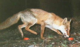 �z���h�L�c�l�i�R�^�P�V�j