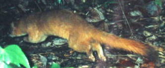 �`���E�Z���C�^�`�i�V�^�P�O�j