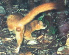 �`���E�Z���C�^�`�i�W�^�P�O�j