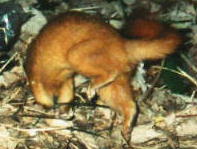 �`���E�Z���C�^�`�i�X�^�P�O�j