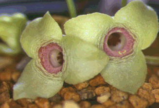 �A�P�{�m�A�I�C