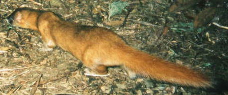 �`���E�Z���C�^�`