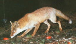 �z���h�L�c�l�i�S�^�P�V�j