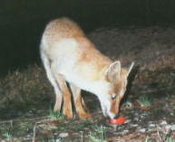 �z���h�L�c�l�i�T�^�P�V�j