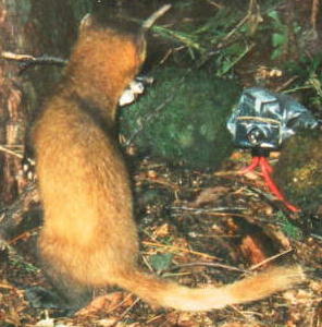 �z���h�e���i�U�^�W�j 