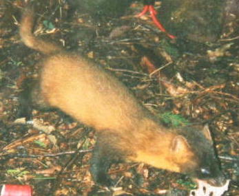 �z���h�e���i�Q�^�W�j 