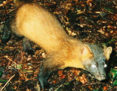 �z���h�e�� �i�W�^�W�j