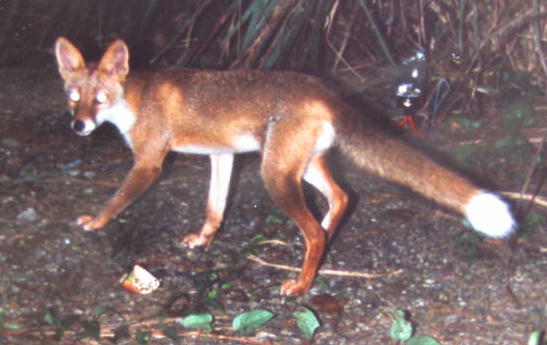 �z���h�L�c�l