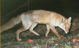 �z���h�L�c�l�i�U�^�P�V�j