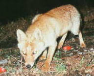 �z���h�L�c�l�i�W�^�P�V�j