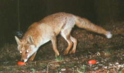 �z���h�L�c�l�i�X�^�P�V�j