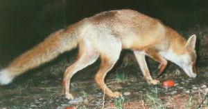 �z���h�L�c�l�i�P�O�^�P�V�j