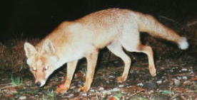 �z���h�L�c�l�i�P�P�^�P�V�j