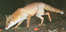 �z���h�L�c�l�i�P�R�^�P�V�j