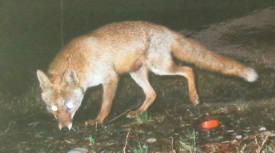 �z���h�L�c�l�i�P�T�^�P�V�j