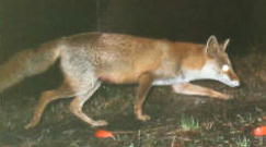 �z���h�L�c�l�i�P�V�^�P�V�j