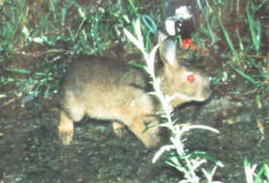 �L���E�V���E�m�E�T�M