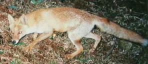 �z���h�L�c�l