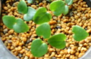 �Z���J�N�A�I�C�̔���