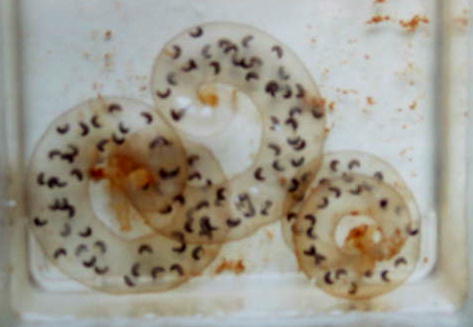 �R���V���B�e