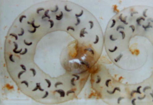 �R���X���B�e