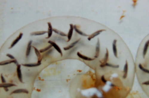 �R���P�P���B�e