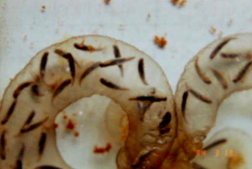 �R���P�R���B�e