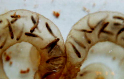 �R���P�U���B�e