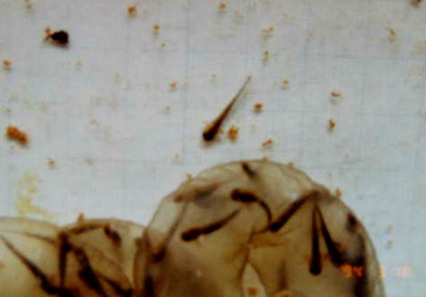 �R���P�W���B�e