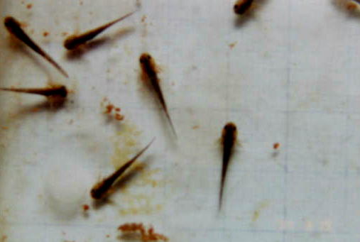 �R���P�X���B�e